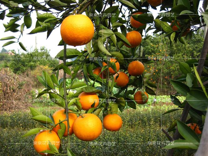 果树苗木 嫁接橙子树苗 柑桔名优新品种-埃及糖橙苗 真正纯甜无酸