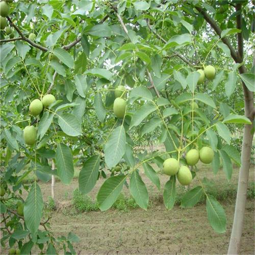 公司:平乐县名优水果苗木培育场基地直供黄桃桃树苗,南方 早熟的黄桃